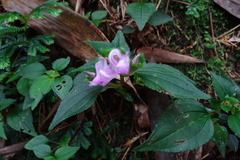 Sarcopyramis napalensis delicata