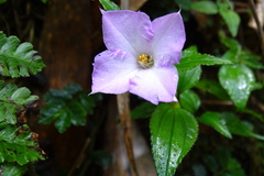 Sarcopyramis napalensis delicata