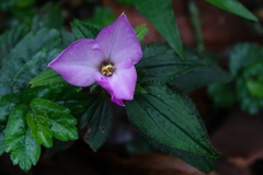 Sarcopyramis napalensis delicata