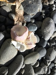 Notomegabalanus decorus