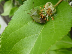Palomena prasina
