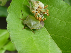 Palomena prasina