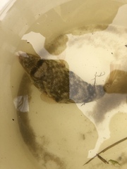 Sphoeroides maculatus