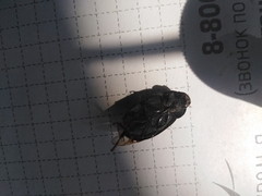 Hydrochara caraboides