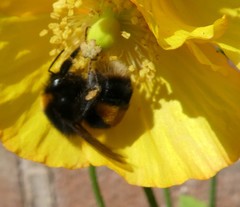 Bombus