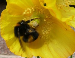 Bombus