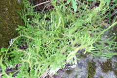 Lycopodium japonicum