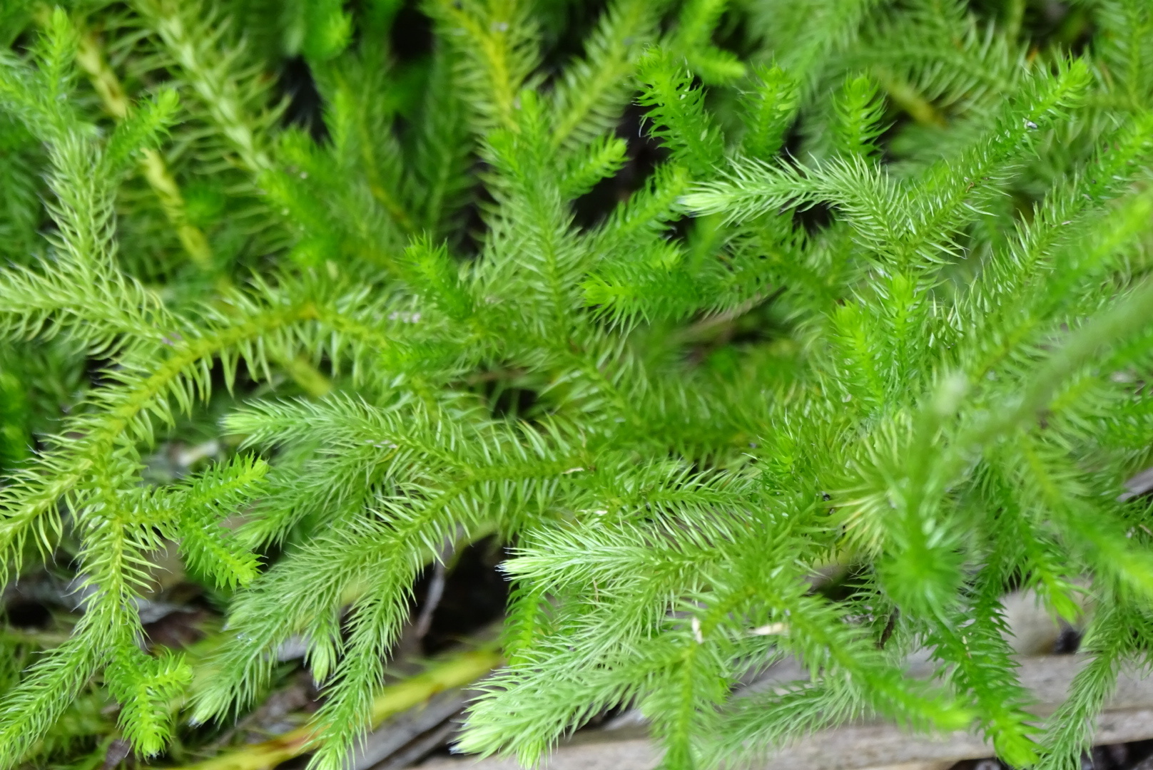 Lycopodium japonicum Thunb.