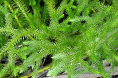 Lycopodium japonicum