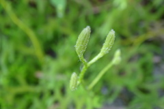 Lycopodium japonicum