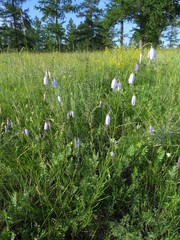 Adenophora stenanthina