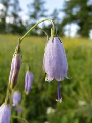 Adenophora stenanthina