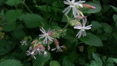 Silene × hampeana