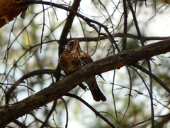 Turdus pilaris