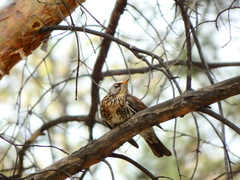 Turdus pilaris