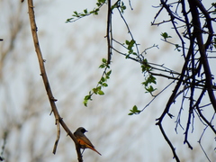 Phoenicurus phoenicurus