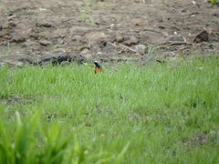 Phoenicurus phoenicurus