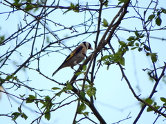 Carduelis carduelis