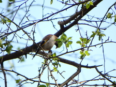 Carduelis carduelis