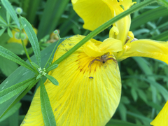 Thomisidae