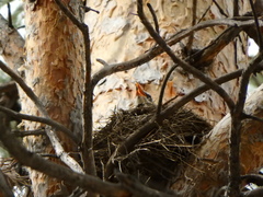 Turdus pilaris