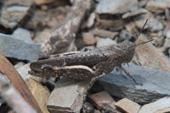 Cirphula pyrrhocnemis