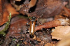 Cortodera