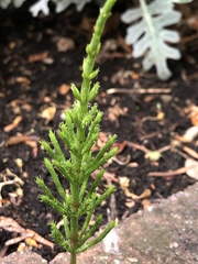Praslička roľná (Equisetum arvense): pôvod a využitie — fotografia 2