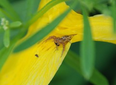 Thomisidae
