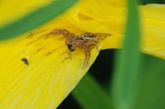 Thomisidae