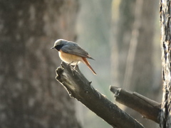 Phoenicurus phoenicurus