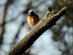 Phoenicurus phoenicurus