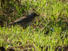 Turdus pilaris