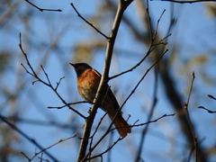 Phoenicurus phoenicurus