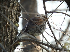 Turdus pilaris