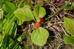 Vaccinium praestans