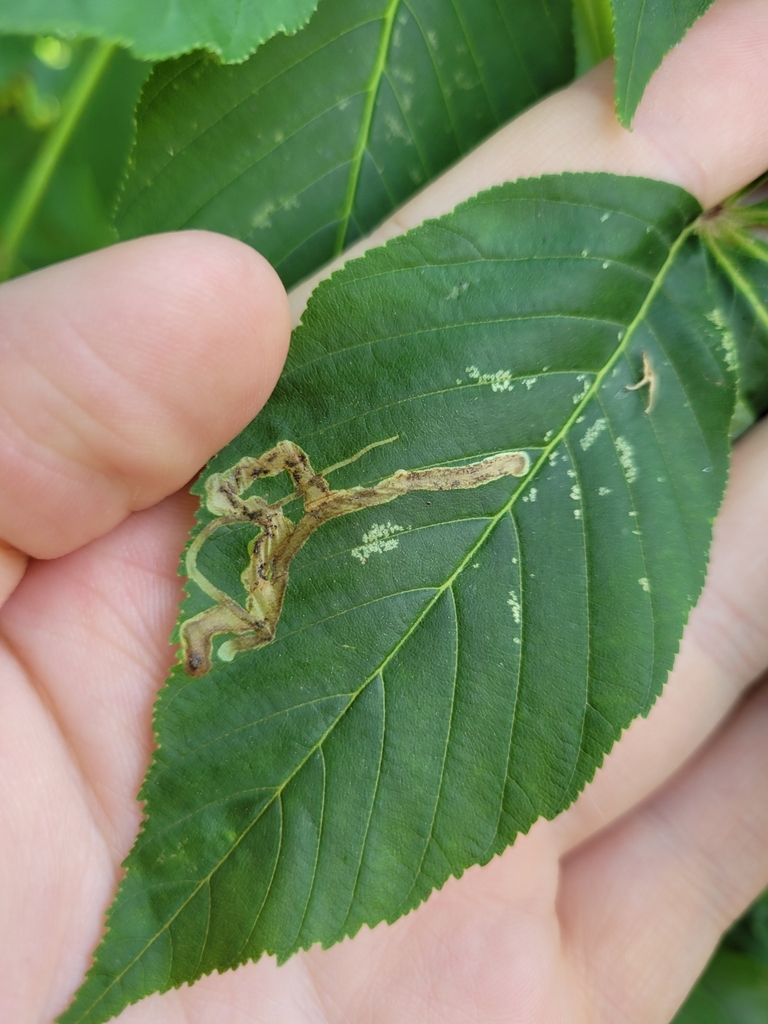Phytomyza aesculi