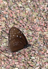 Euploea mulciber mulciber