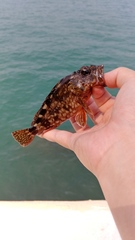 Sebastiscus marmoratus