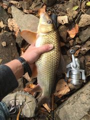 Moxostoma erythrurum