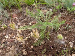 Oxytropis reverdattoi