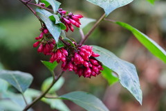 Cestrum elegans