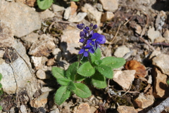 Veronica grandiflora