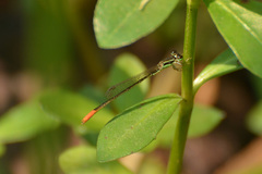 Agriocnemis femina oryzae