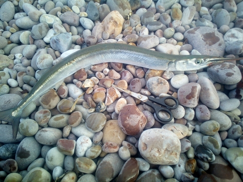 Garfish
