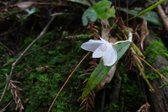 Dendrobium moniliforme
