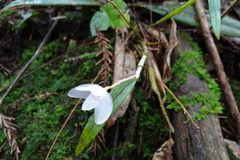 Dendrobium moniliforme