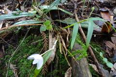 Dendrobium moniliforme