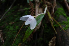 Dendrobium moniliforme