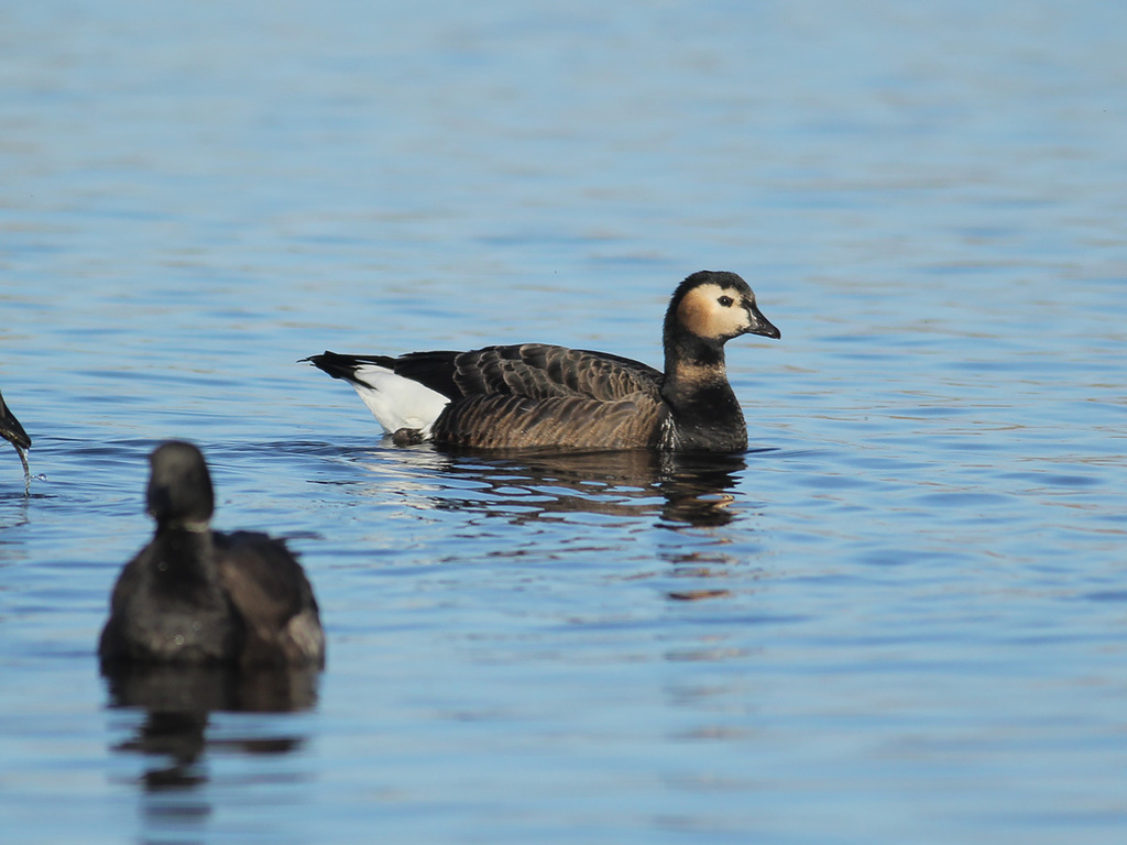 Barnacle × Red-breasted Goose